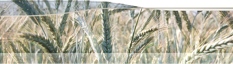Siembramusic banner